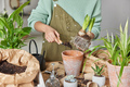 Unrecognizable person replants flower at home in new ceramic pot holds bulb plant does household - PhotoDune Item for Sale