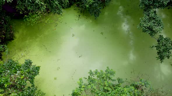 Aerial view of deep green forest or jungle at rainy season.