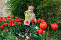 Spring Gardening. Cute toddler little girl in raincoat watering red tulips flowers in the spring - PhotoDune Item for Sale