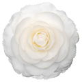 White camellia flower isolated on white background - PhotoDune Item for Sale