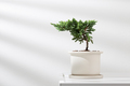 Juniperus procumbens. - PhotoDune Item for Sale