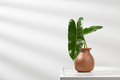 Philodendron burle-marxii. - PhotoDune Item for Sale
