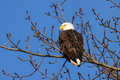 Bold Eagle sitting on a tree branch. Squamish, BC, Canada. - PhotoDune Item for Sale