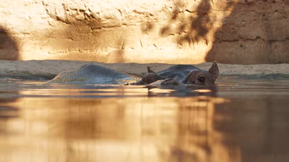 Hippo Swims in the River in the Evening