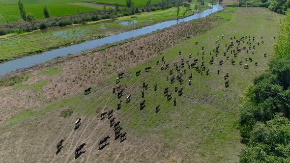 Farmland with Group of Cows and Irrigation Channel for Agriculture Fields. Countryside Scene