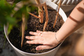 Repotting a Plant Outdoors - PhotoDune Item for Sale