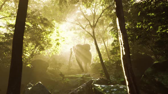 Slow Motion View of Elephant in Sun Light