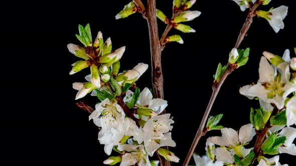 Time Lapse of Flowering White Cherry Flowers on Black Background