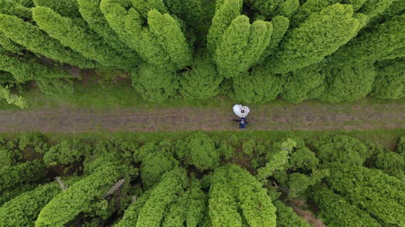 Aerial View Walk Brides Between Fabulous Thuya Trees. The View From the Drone Brides Walk in the