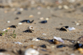 Seashells on the sand in Breskens, The Netherlands - PhotoDune Item for Sale