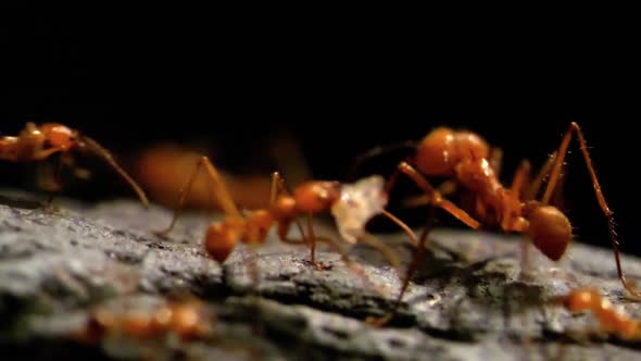 HD - Leaf-cutter ants. Slow-mo