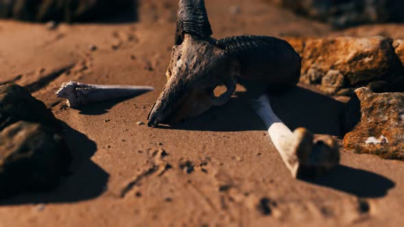 Ram Skull at Sand Beach