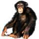 Chimpanzee 5 - AudioJungle Item for Sale