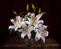 Blooming white lily flower buds (Lilium Samur) in vase on dark background - PhotoDune Item for Sale