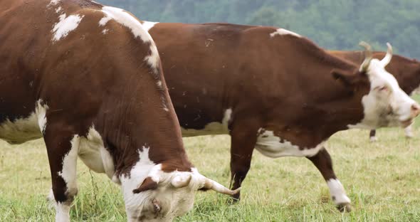 Grazing Cows at Farm Rural Field Pasture in Sunny Day