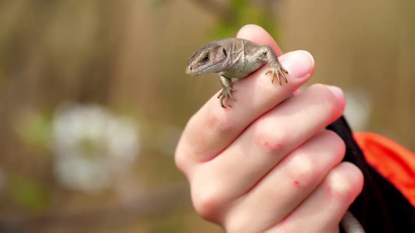 Close-up, in Children's Hands, a Beautiful Brown Lizard. Against the Backdrop of a Spring Blossoming