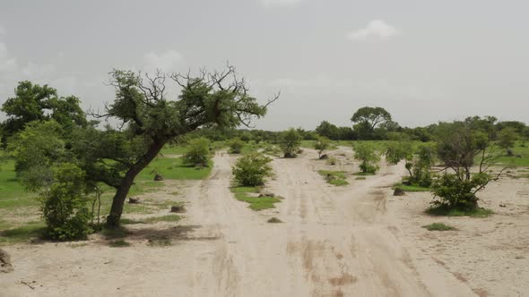 Africa Mali Forest Aerial View