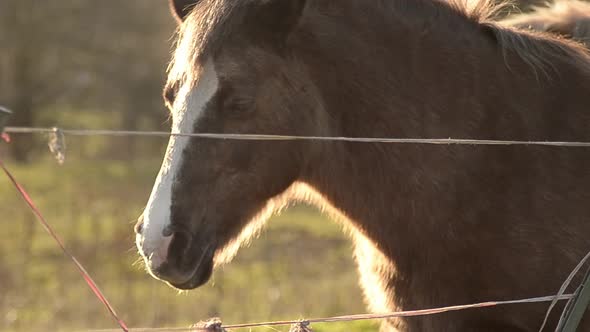 Horse resting in fenced pasture