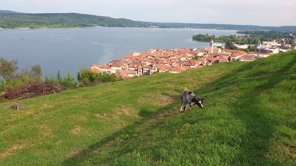 Cute goat grazing at Rocca Borromea or Borromeo park in Arona with view over Maggiore lake, Italy