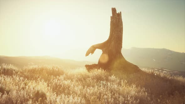 Old Tree Stump Trunk on the Hill at Sunset