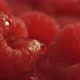 Water dripping onto raspberry in super slow motion.  Shot on Phantom Flex 4K high speed camera. - VideoHive Item for Sale
