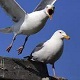 Seagulls