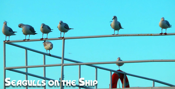 Seagulls on the Ship