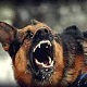 Angry Dog Barking