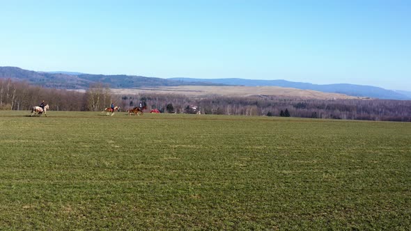 Horses running in a grassy large field - Aerial Shot