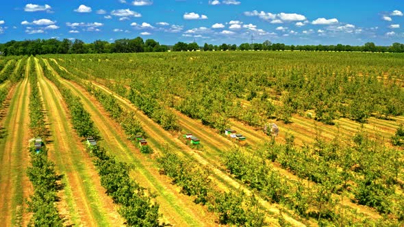 Beehives and orchard with fruit trees, aerial view