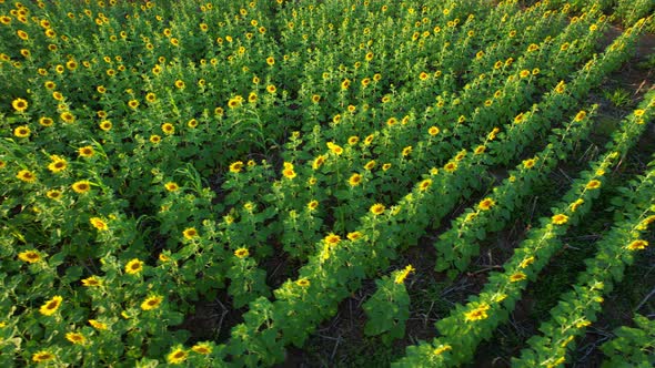 4K Flying over a field with sunflowers. View from a drone