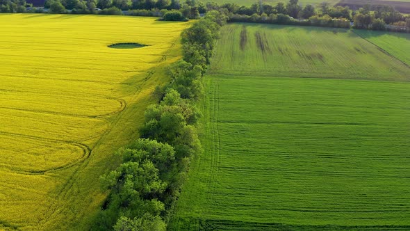 Low quadcopter flight over a field of yellow flowering rapeseed. Green field.