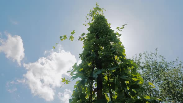 The Sun Shines Through the Leaves of Hops on a Farm Where Brewing Hops Are Grown