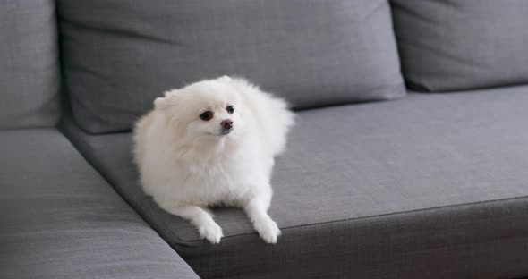 White pomeranian dog 