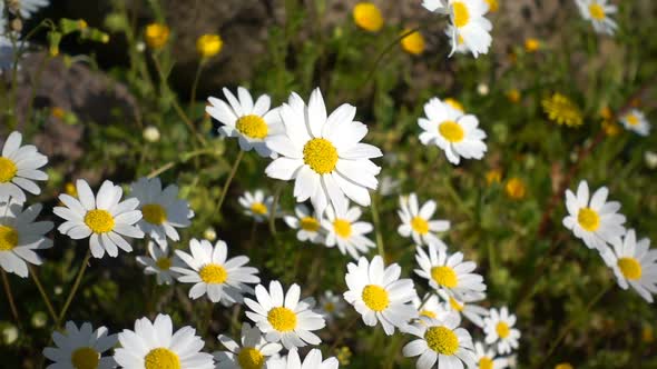 Daisy Flower In Nature 5