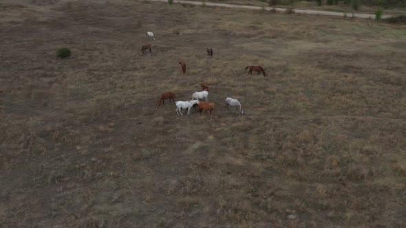 A Herd Of Horses Shot With A Drone In The Wild 14