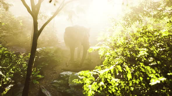 Elephant in Tropical Forest with Fog