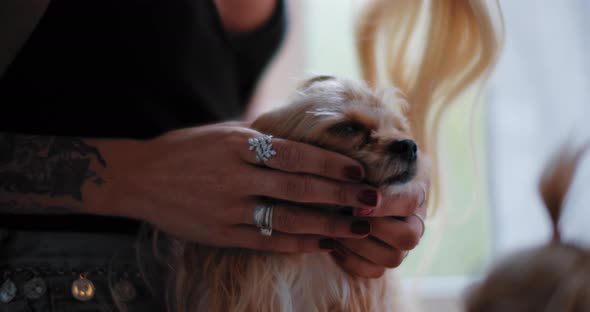Close up of a small yorkshire terrier puppy being pet and loved