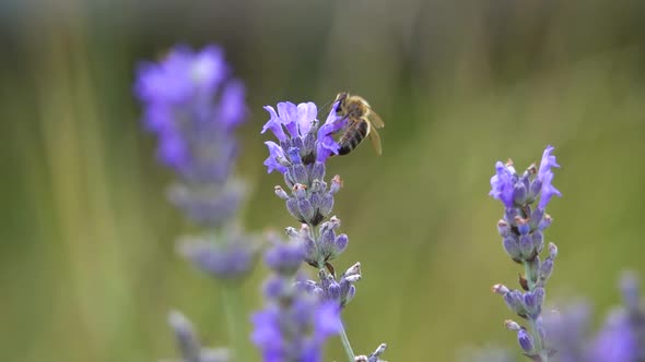 Honey bee (apis melifera) in levander flower, beautiful composition, slow motion