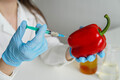 Woman researcher with red pepper making injection during experiment with vegetables in laboratory - PhotoDune Item for Sale