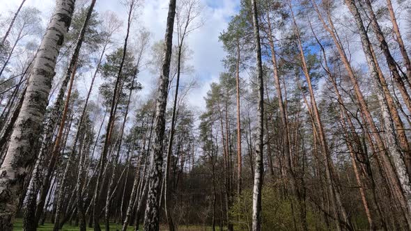 Birch Forest with Birches in the Afternoon