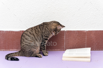 Cat next to a book, concept of book day and a love of reading