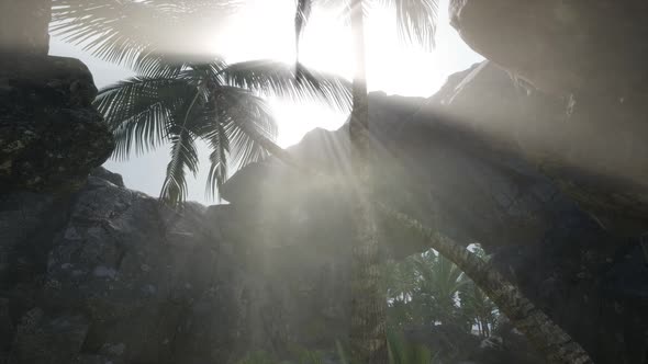 Big Palms in Stone Cave with Rays of Sunlight