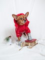 Adorable dog in winter clothes - PhotoDune Item for Sale