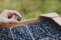 Close up of fingers holding a single blueberry on background with paper boxes - PhotoDune Item for Sale