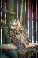 Owl - PhotoDune Item for Sale