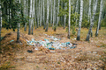 Garbage dump, trash in birch grove. Nature polluted by irresponsible people - PhotoDune Item for Sale