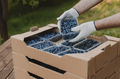 Hands holding container with blueberry over cardboard box with blueberry - PhotoDune Item for Sale