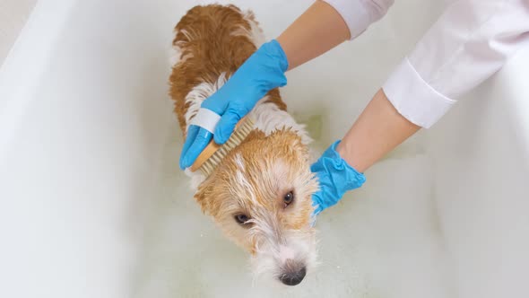 A veterinarian in blue gloves washes a dog with shampoo in a tub of water. grooming procedure