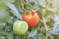 red tomato ready to harvest and green tomato ripening in a small organic plantation - PhotoDune Item for Sale
